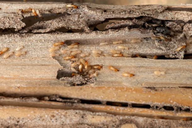 Best Affordable Pest Control Services  in Rutland, VT