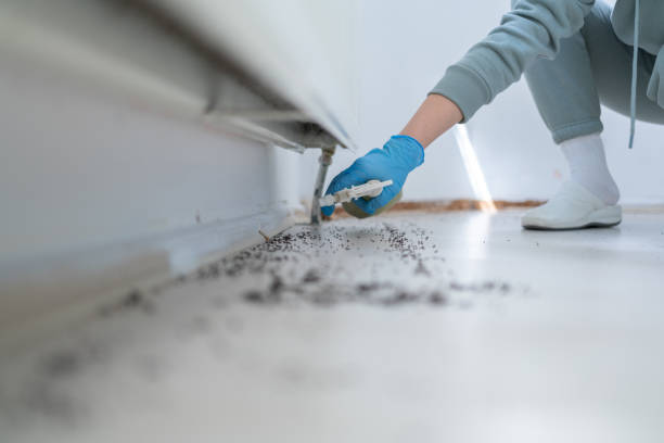 Best Bed Bug Extermination  in Rutland, VT
